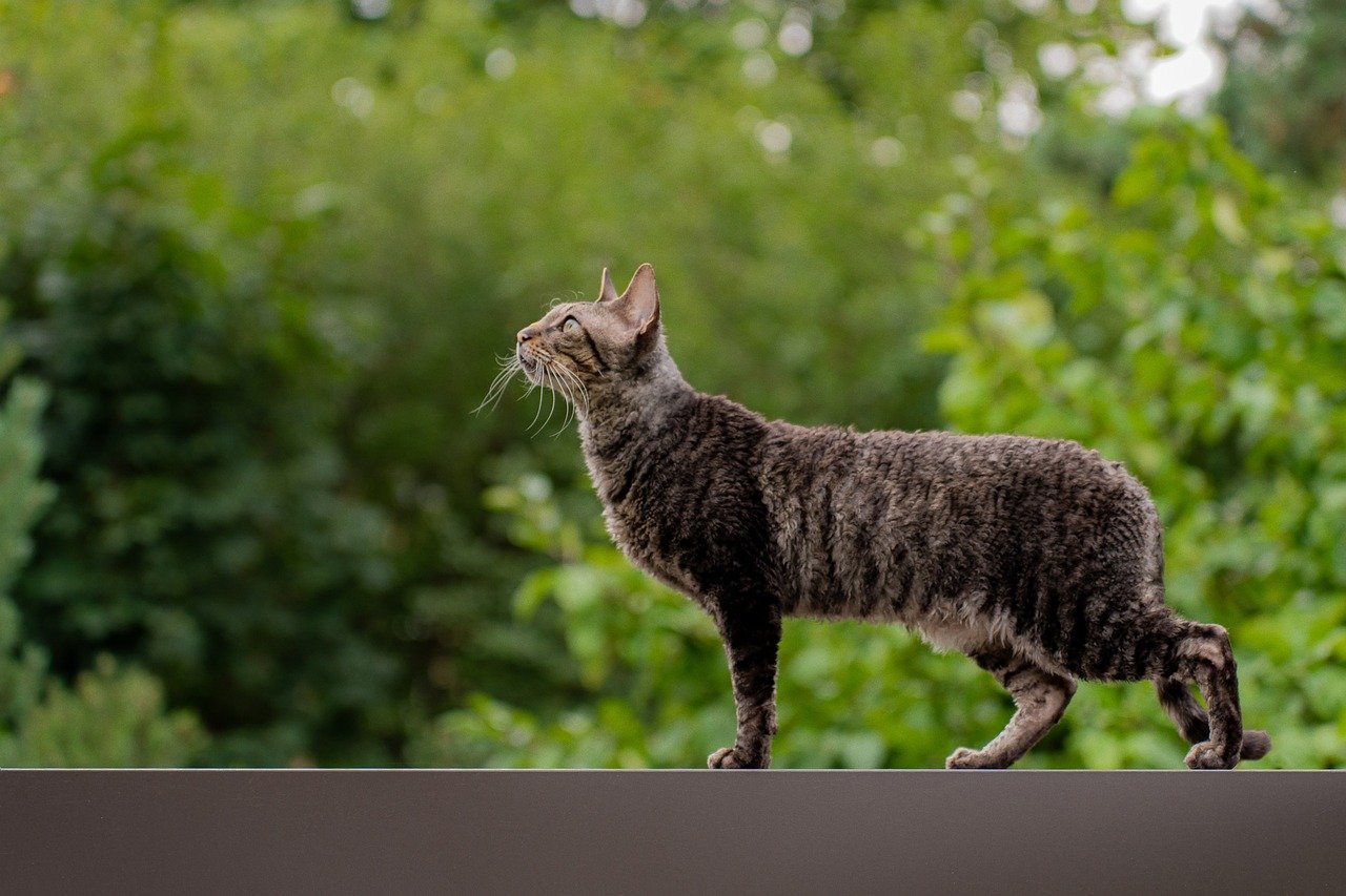 Tips for Dealing with Shedding Season